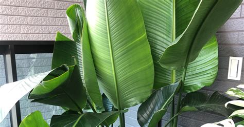 西曬陽台 植物|《西曬陽台大型植物指南：打造室內綠洲的完美選擇》